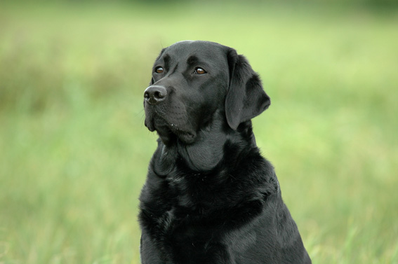 Dummy-Training mit dem Labrador-Retriever: Baika vom alten Steinhaus.