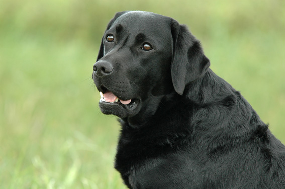 Dummytraining mit dem Labrador-Retriever: Baika vom alten Steinhaus.