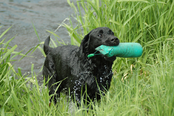 Dummytraining mit dem Labrador-Retriever: Wasser-Apport.