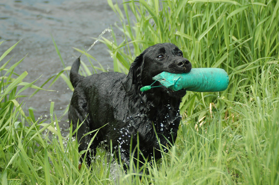 Labrador-Retriever Baika vom alten Steinhaus beim Dummy-Training.