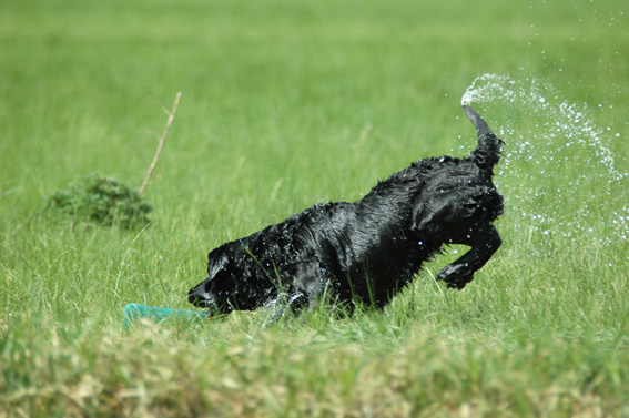 Dummytraining mit dem Labrador: Wasserapport.