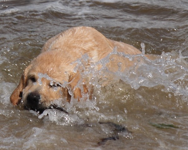 Labrador-Retriever Kleo mit 4 Monaten.