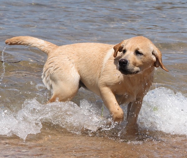 Labrador-Retriever Kleo mit 4 Monaten.