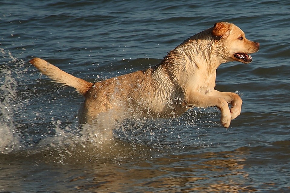 Bretagne Urlaub mit Hund: Labrador-Retriever Kleo