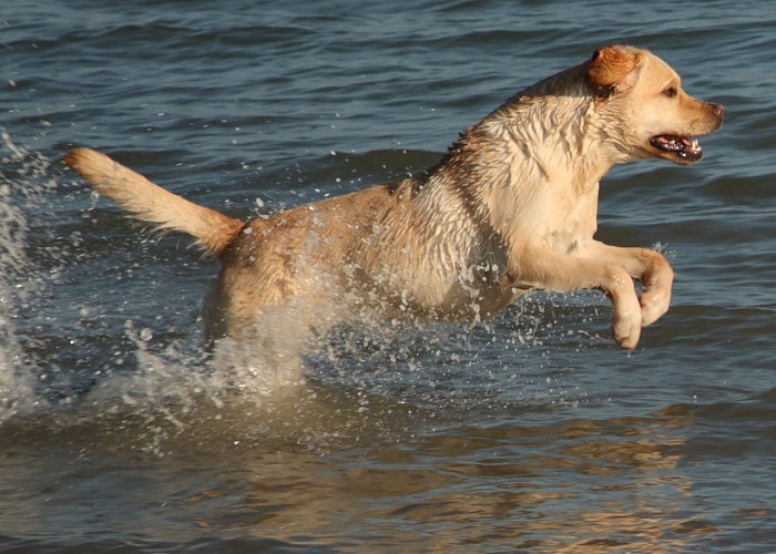 Labrador-Retriever Kleo mit 22 Monaten.