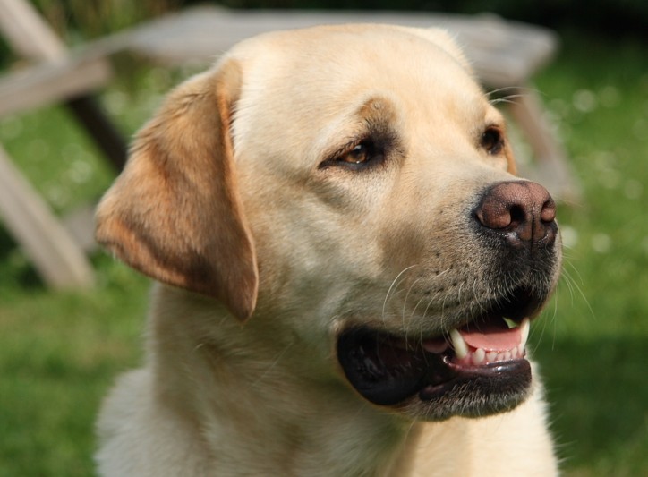 Labrador-Retriever Kleo mit 2 Jahren und 4 Monaten