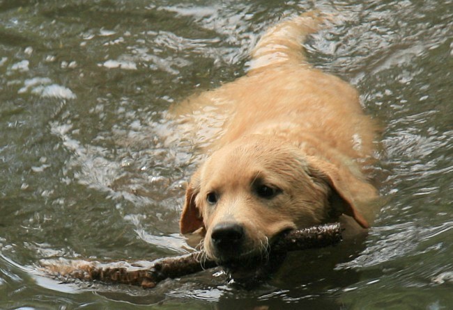 Labrador-Retriever Kleo mit 4 Monaten.