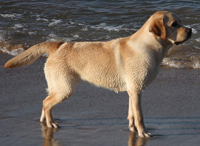 Labrador-Retriever Kleo mit 8 Monaten.