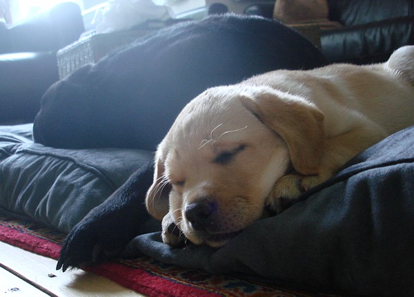 Labrador-Retriever-Zucht: Kleo mit 9 Wochen.