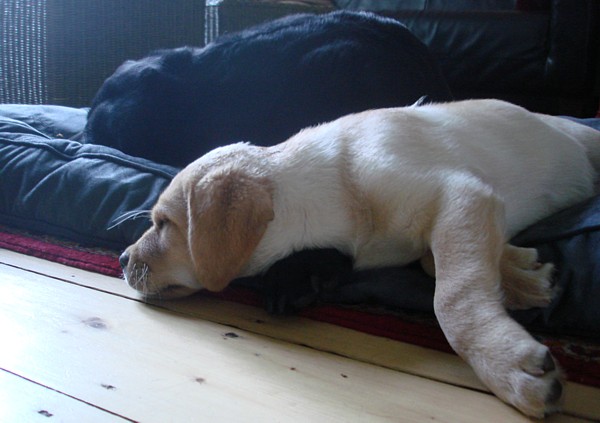 Labrador-Retriever-Zucht: Kleo mit 9 Wochen.