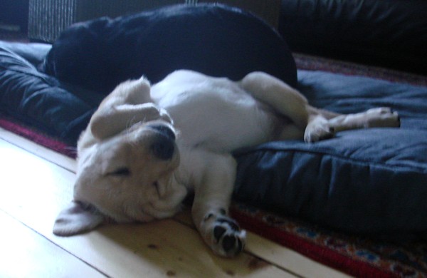 Labrador-Retriever-Zucht: Kleo mit 9 Wochen.