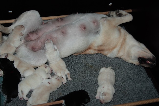 Labrador-Welpen aus dem G-Wurf vom alten Steinhaus, 1 Woche alt -. und eine entspannte Labrador-Mutter.