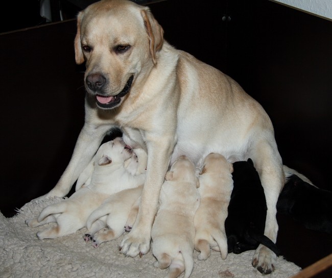 Labrador-Welpen aus dem G-Wurf vom alten Steinhaus, 2 Wochen alt.