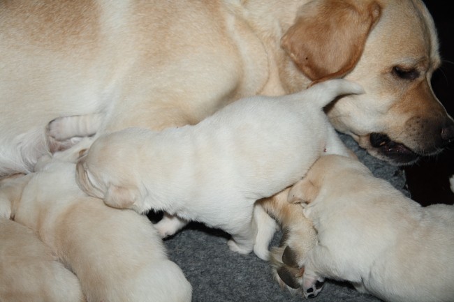 Labrador-Welpen aus dem G-Wurf vom alten Steinhaus, 2 Wochen alt