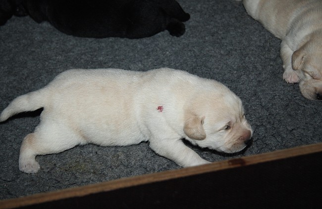 Labrador-Welpen aus dem G-Wurf vom alten Steinhaus, 2 Wochen alt