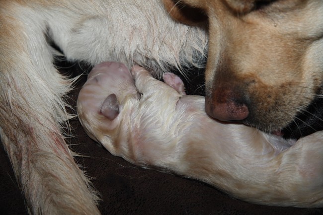 Labrador-Welpen-Geburt: Ein Welpe wird trocken geleckt.