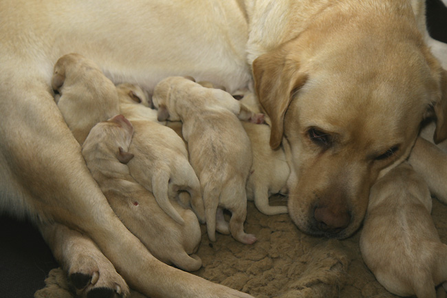 Labrador-Welpen 1 Tag alt.