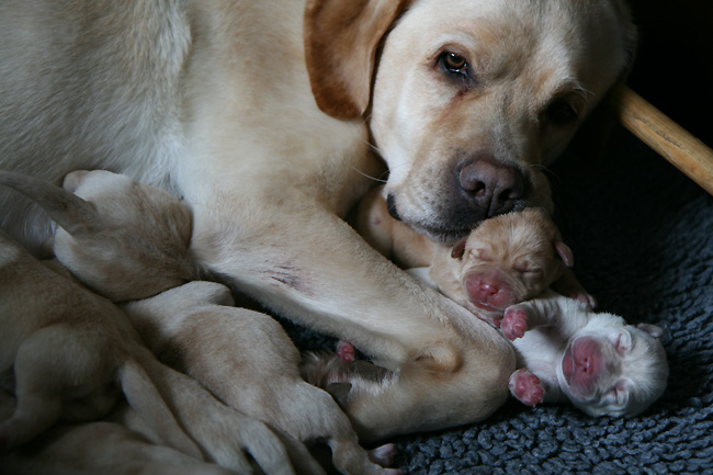 Labrador-Welpen 2 Tage alt.