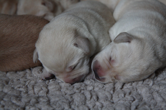 Labrador-Welpen 6 Tage alt.