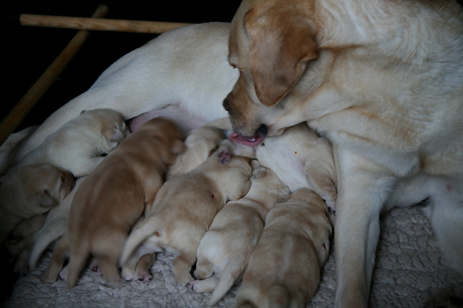 Labrador-Welpen 6 Tage alt.