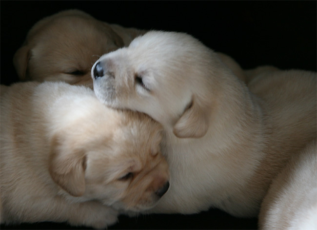 Labrador Welpen 2 Wochen alt.