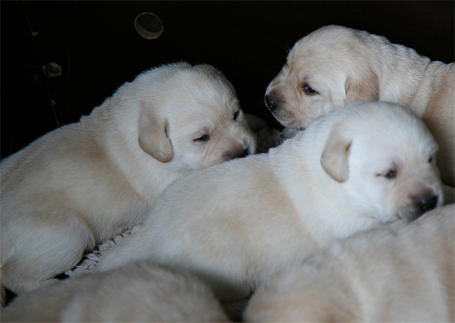 Labrador Welpen 2 Wochen alt.