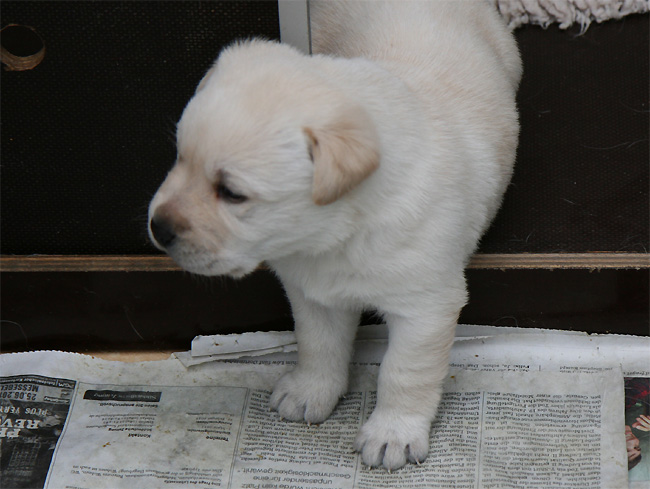 Labrador Welpen 3 Wochen alt.