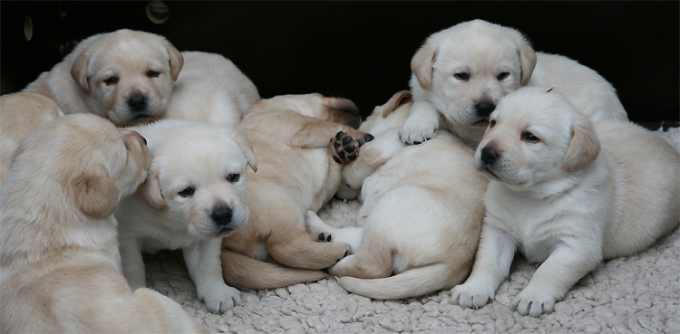 Labrador Welpen 3 Wochen alt.