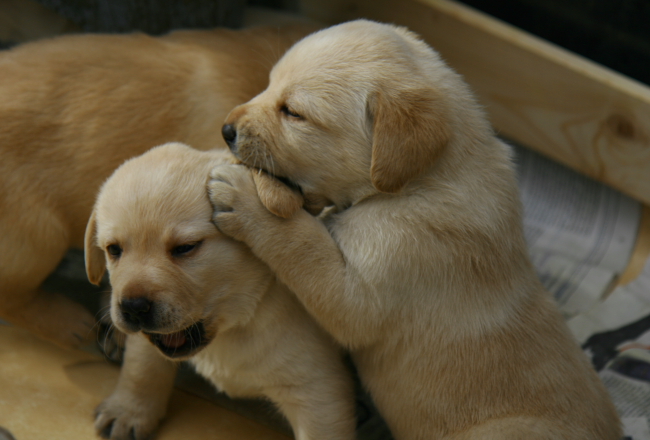 Labrador Welpen 4 Wochen alt.