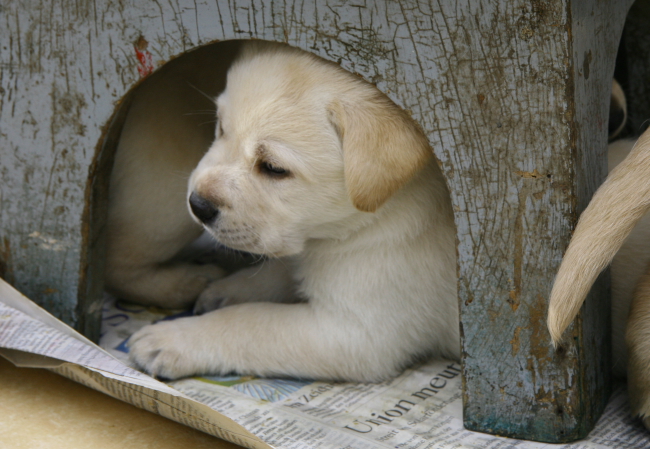 Labrador Welpen 4 Wochen alt.