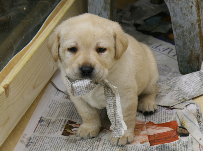 Labrador Welpen 4 Wochen alt.