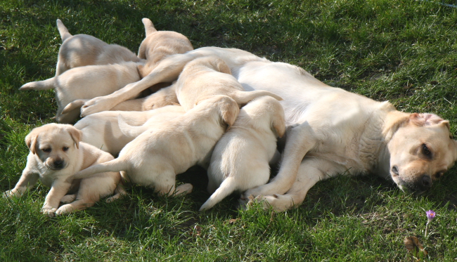 Labrador Welpen 5 Wochen alt.