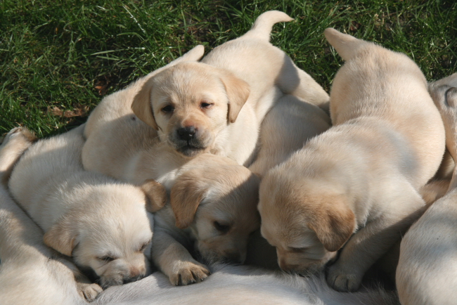 Labrador Welpen 5 Wochen alt.