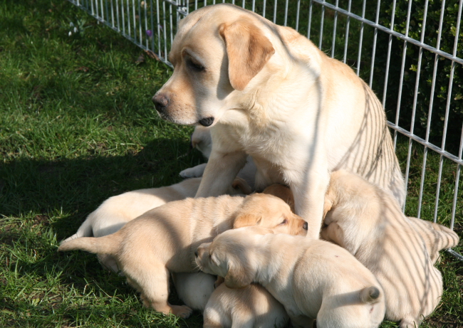 Labrador Welpen 5 Wochen alt.