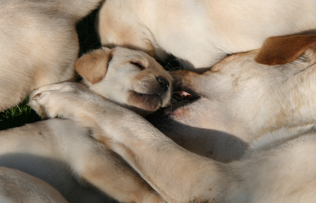 Labrador Welpen 5 Wochen alt.