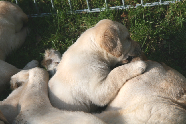 Labrador Welpen 5 Wochen alt.