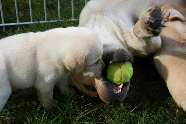 Labrador Welpen 5 Wochen alt.