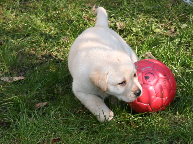 Labrador Welpen 5 Wochen alt.