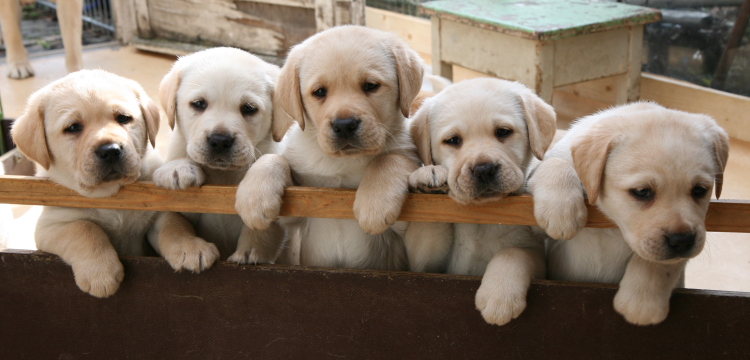 Labrador Welpen, 6 Wochen alt.