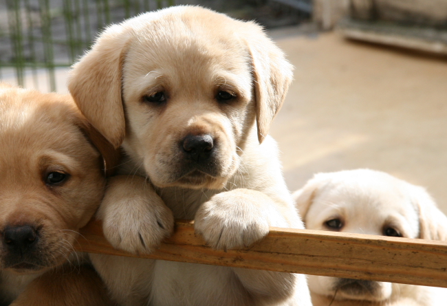 Labrador Welpen, 6 Wochen alt.