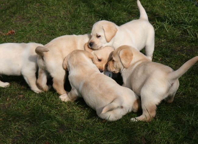 Labrador Welpen, 6 Wochen alt.