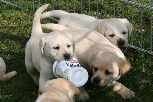 Labrador Welpen, 6 Wochen alt.