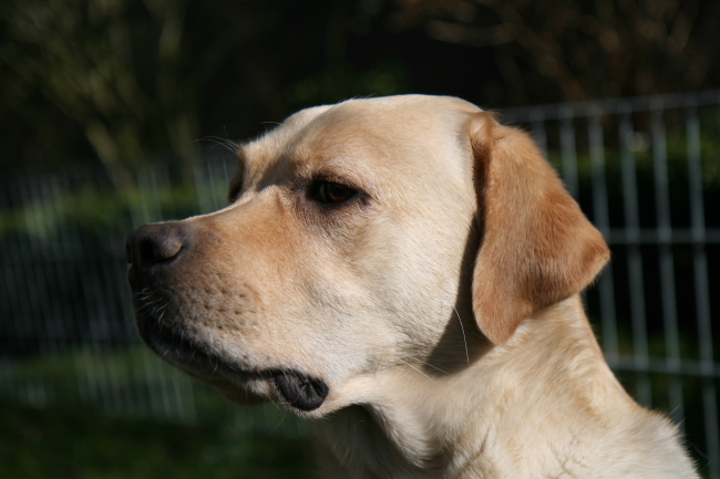 Labrador-Hündin Kleo