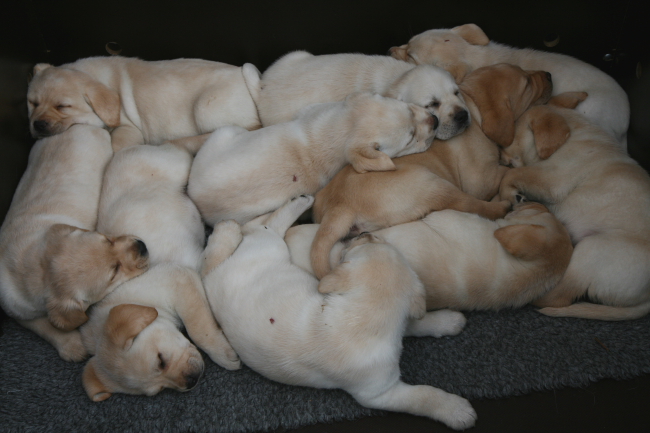 Labrador Welpen 6 Wochen alt.