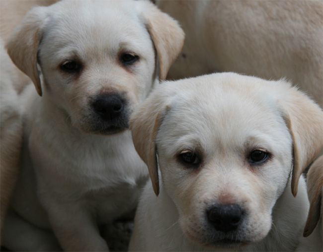 Labrador Welpen 7 Wochen alt.