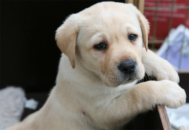 Labrador Welpen 7 Wochen alt.