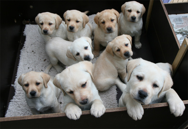 Labrador Welpen 7 Wochen alt.