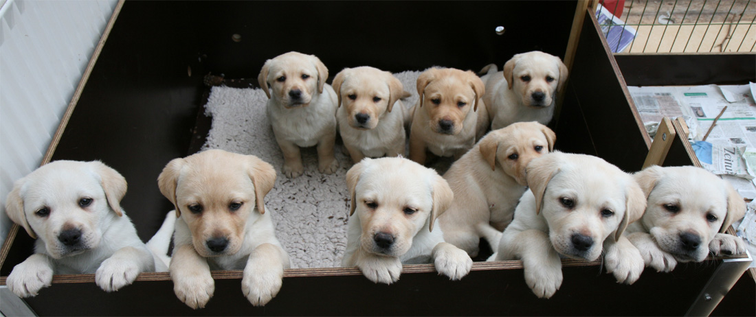 Labrador Welpen 7 Wochen alt.