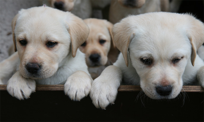 Labrador Welpen 7 Wochen alt.