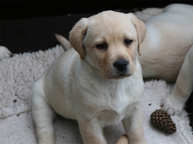 Labrador Welpen 7 Wochen alt.